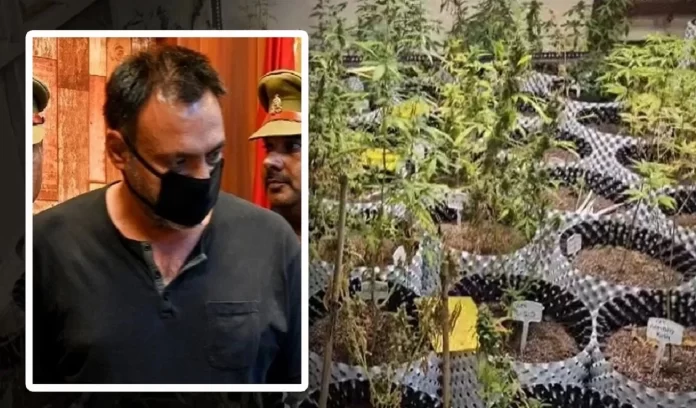 Greater Noida news cannabis cultivation