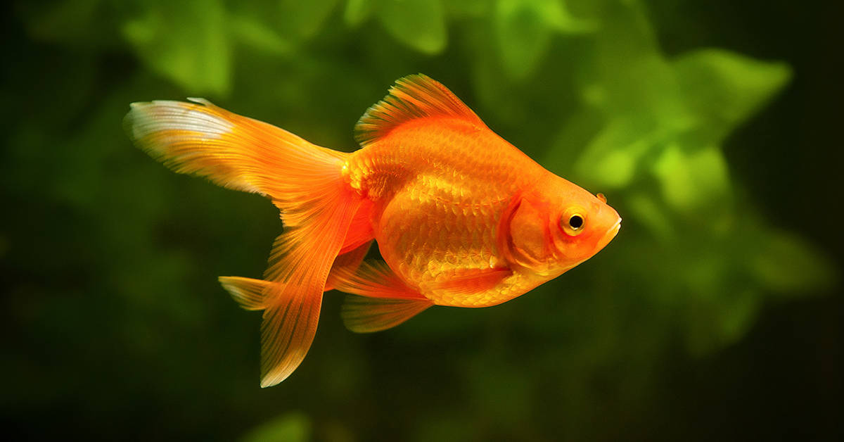 Gold-fish, Gold Fishes