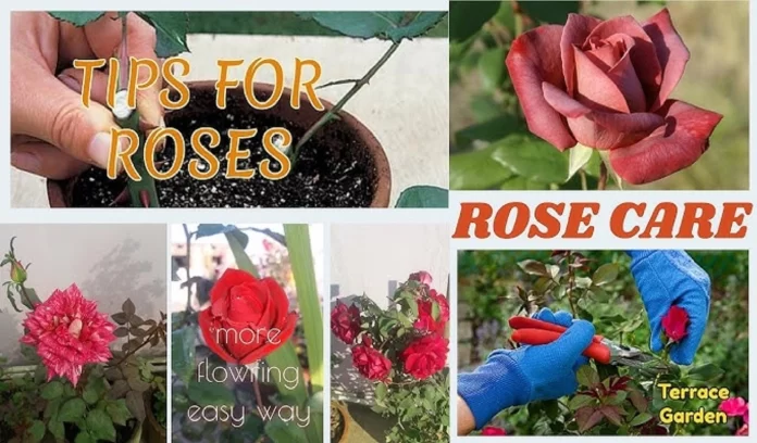 Rose plant care tips