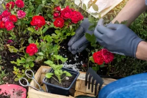 Rose plant care tips