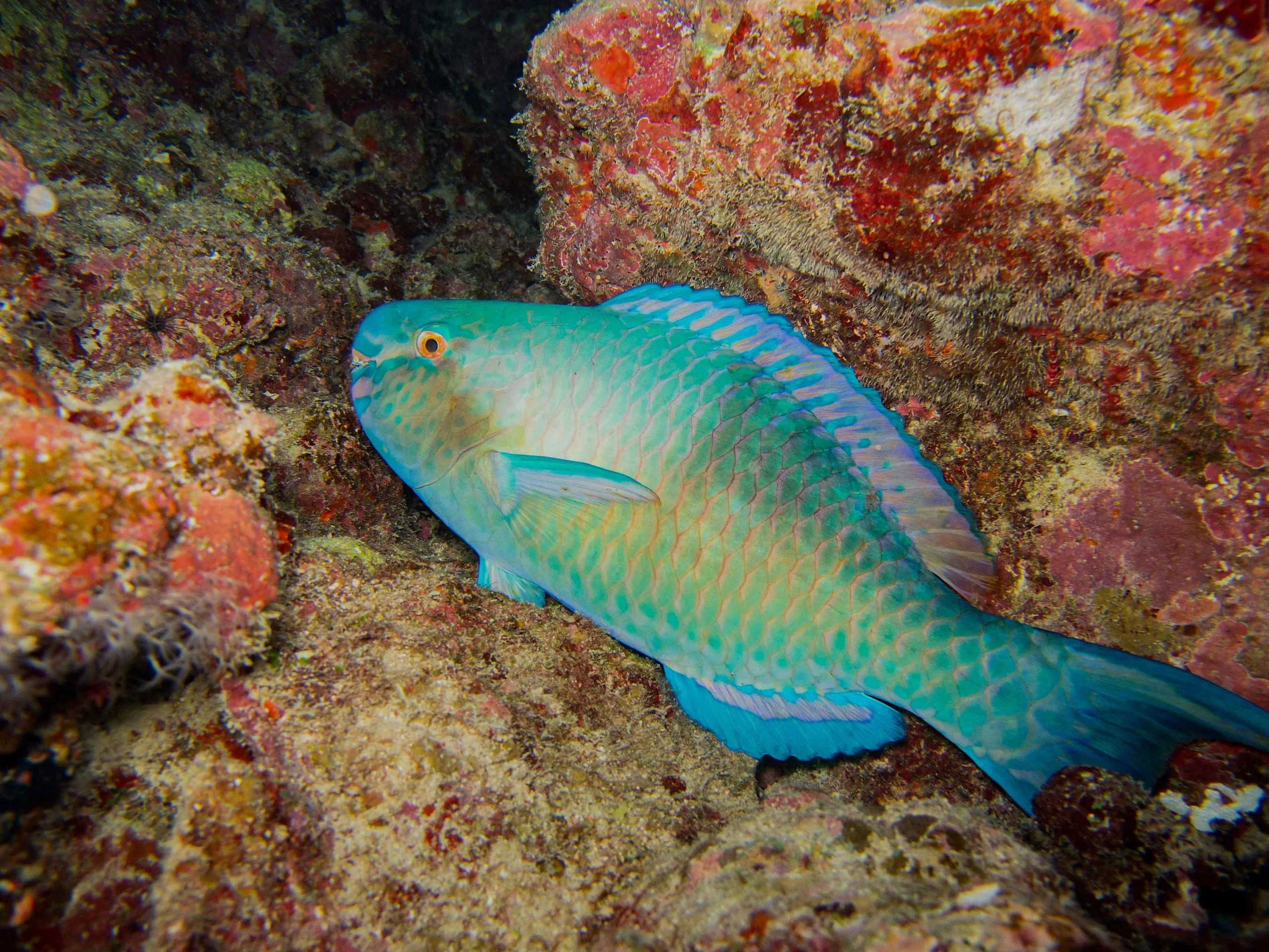 parrotfish, sea ParrotFISH 