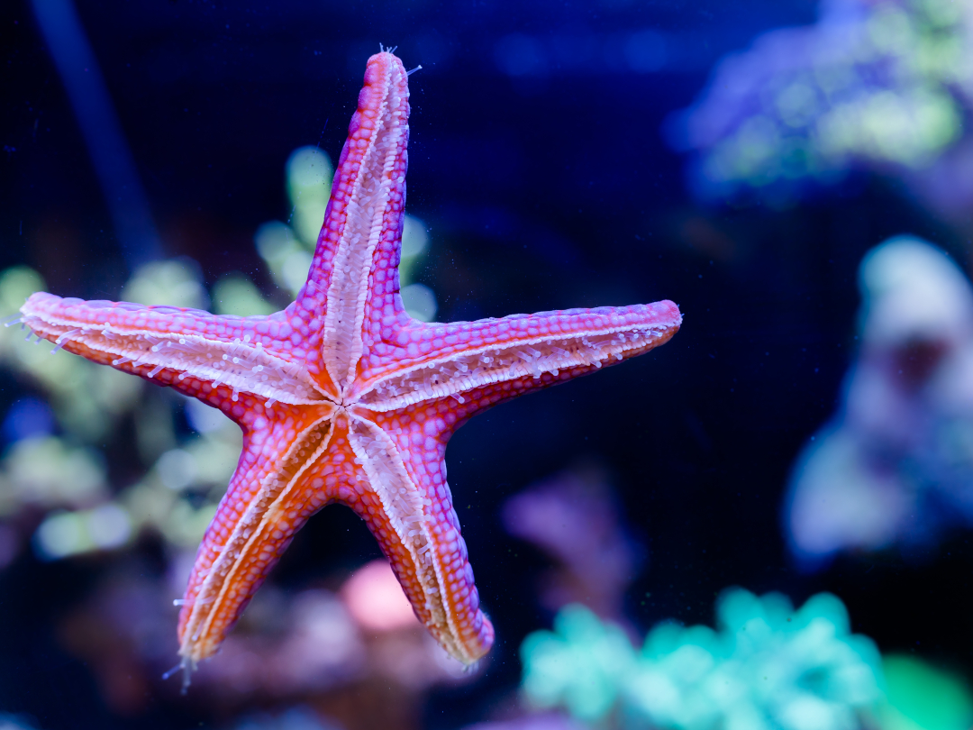 saltwater-invertebrates-fromia-elegans-starfish