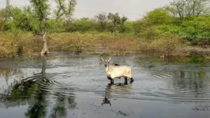 Rajasthan Jojari river pollution