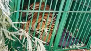 Lucknow News Lucknow Tiger caught