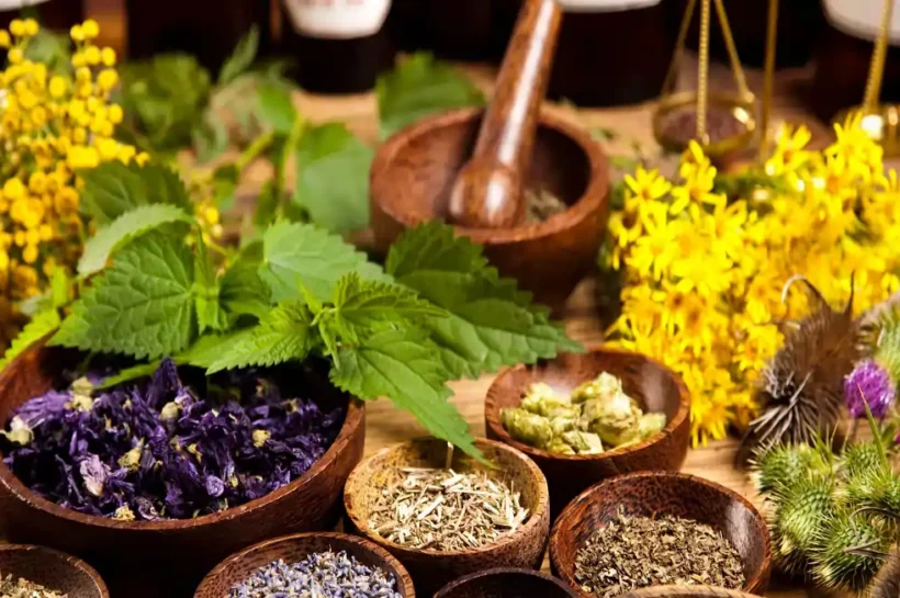 Herbs beneficial for the kidneys