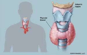 Thyroid treatment: क्या आप भी हैं थायराइड से परेशान? दवाइयों के साथ-साथ इन बातों का रखना होगा खास ख्याल Thyroid Disorder, Thyroid Disorder treatment