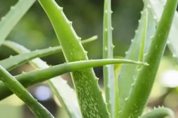 Aloe Vera, AloeVera Indoor plants