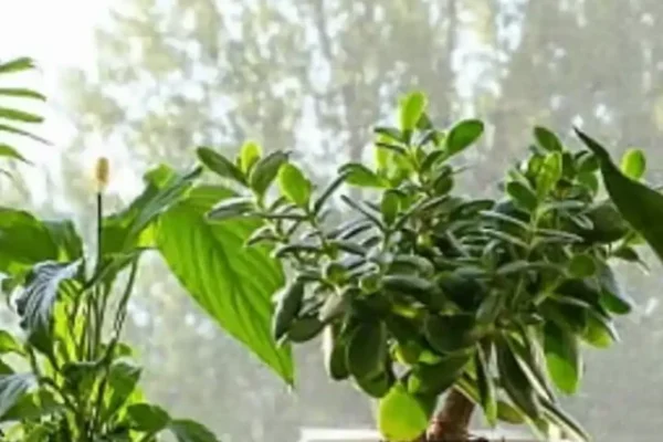 Indoor Plants