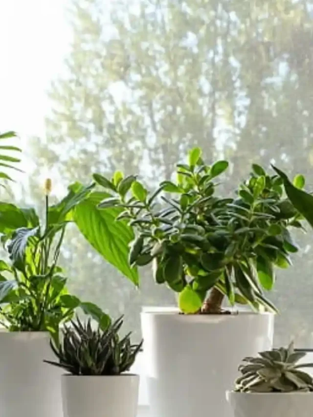 घर की नेगेटिविटी दूर करने वाले 5 इंडोर प्लांट्स