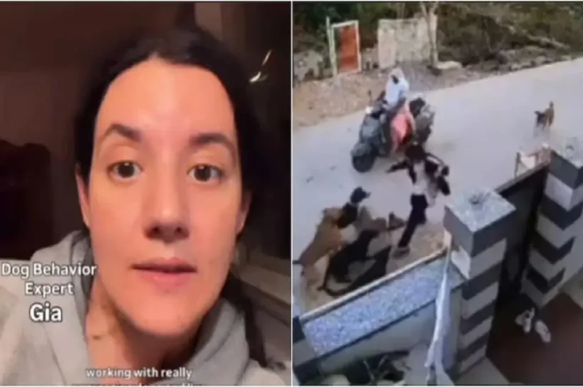 Stray dog attack