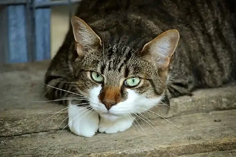 Cat death superstition