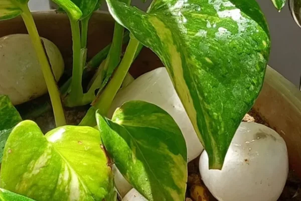 Indoor Plant, Money Plant