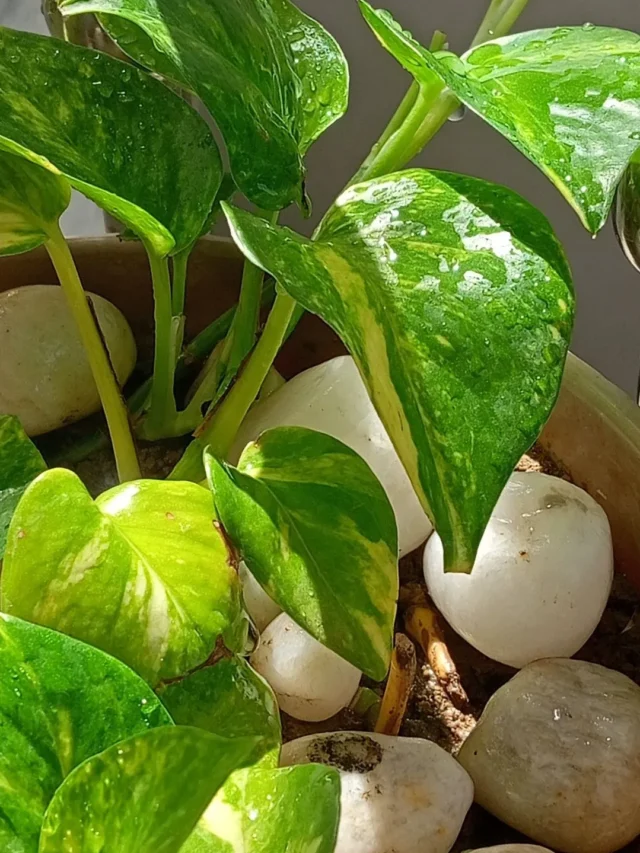 मनी प्लांट लगाते समय रखें इन बातों का ध्यान, बदल जाएगी आपकी किस्मत