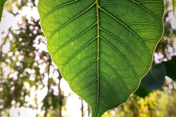 Peepal Tree, Peepal Tree Benefits