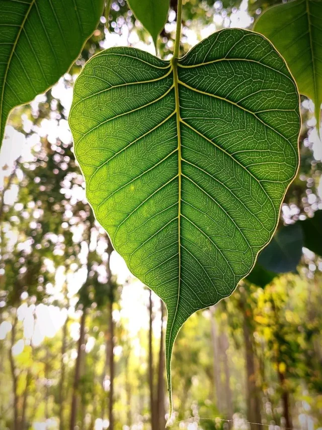वास्तु के अनुसार जानें घर के पास पीपल का पेड़ होना शुभ है या अशुभ ?