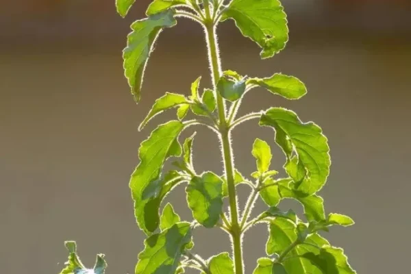 Tulsi, Holy Basil Vastu Tips