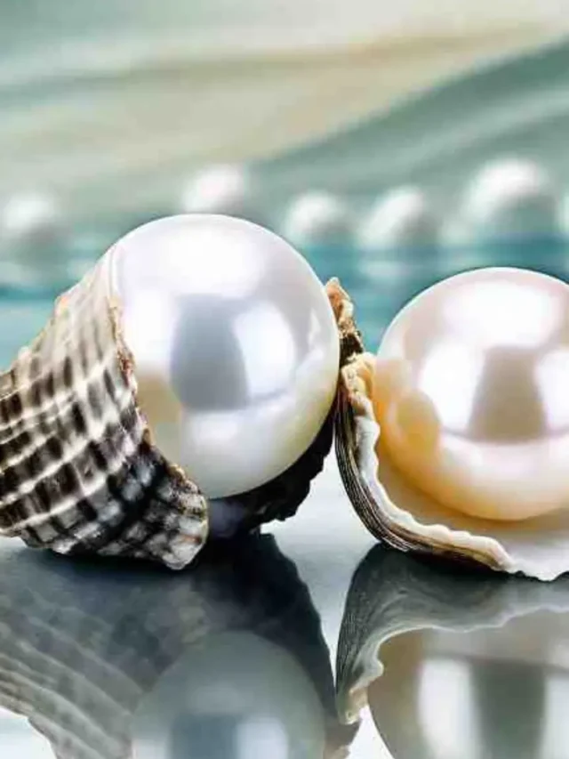दुनिया के 5 सबसे महंगे मोती, जिनकी कीमत सुनकर उड़ जाएंगे होश