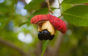 5 Most Poisonous Fruits