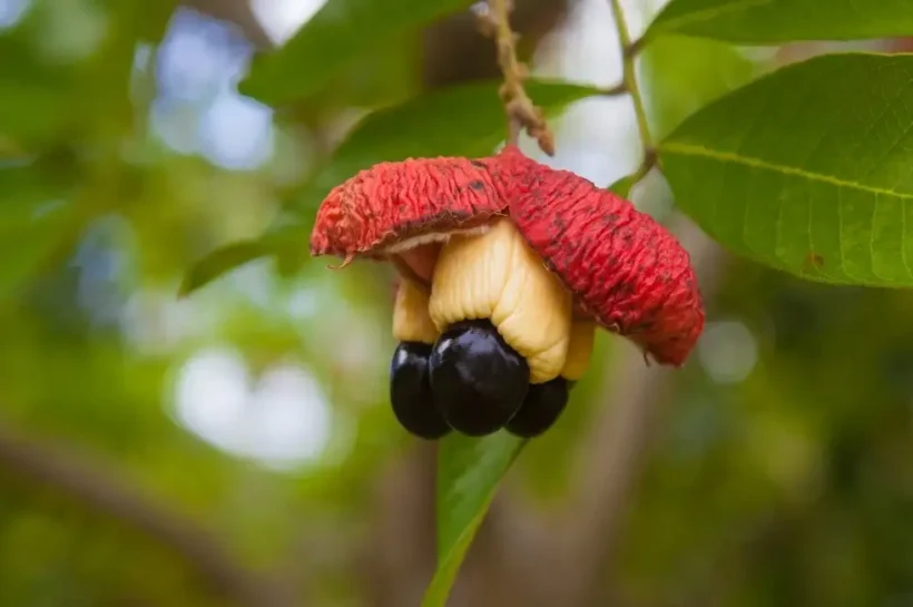 5 Most Poisonous Fruits
