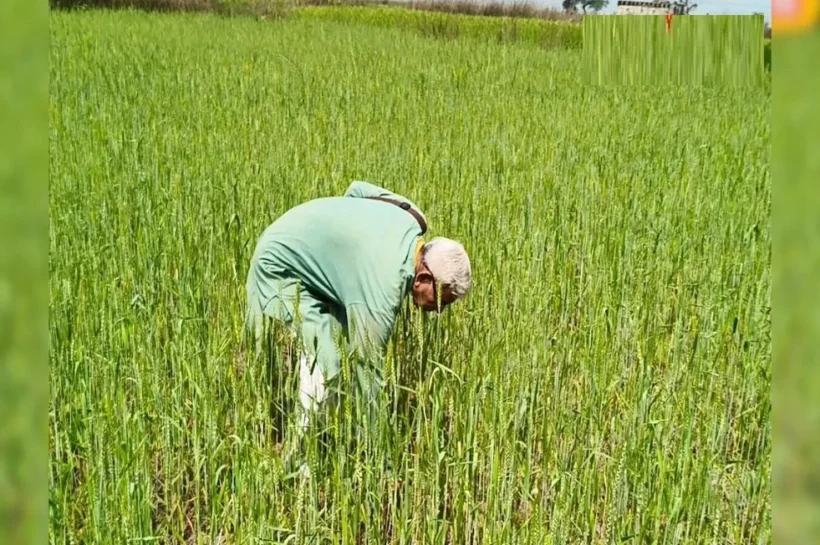 Organic black wheat farming