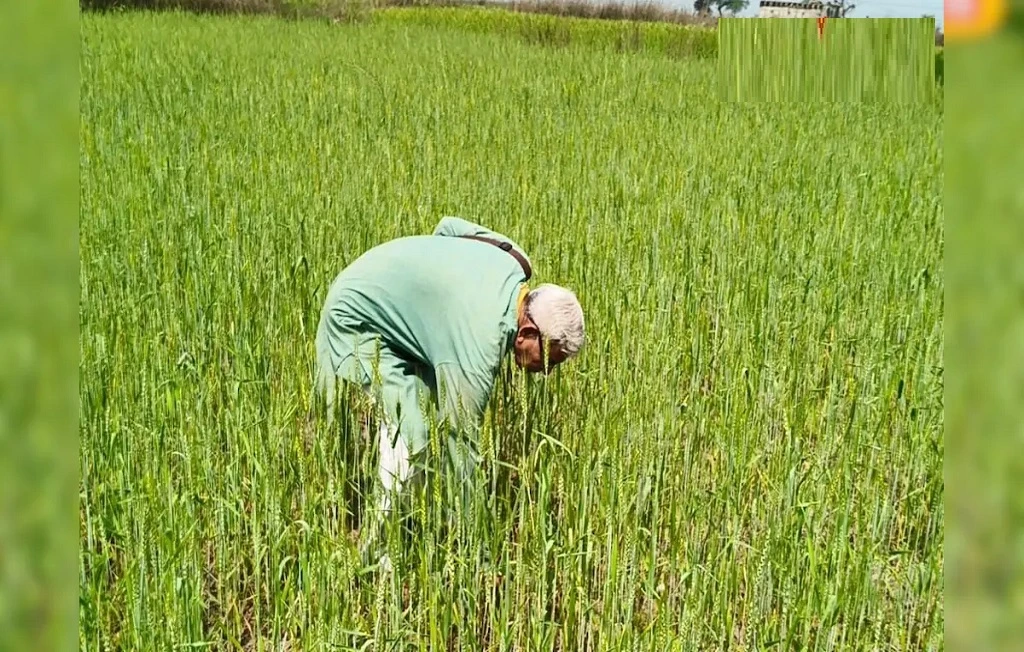 Organic black wheat farming