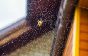 Spider web removal tips