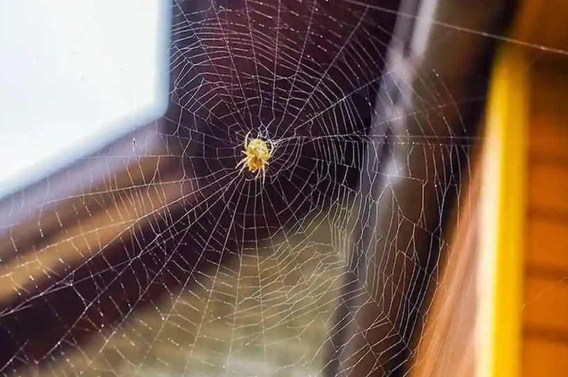 Spider web removal tips
