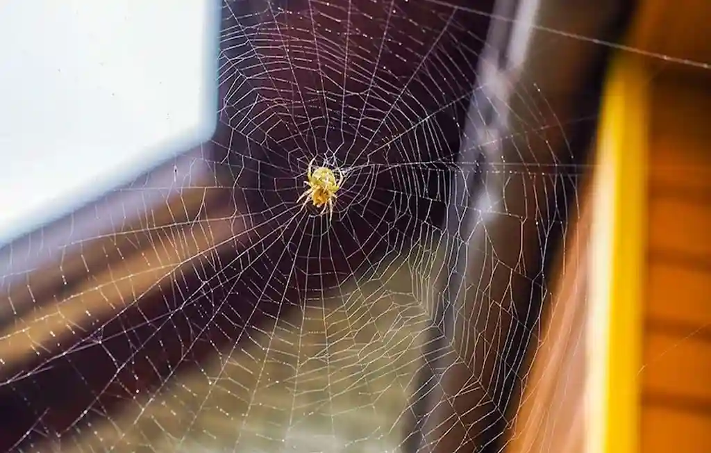 Spider web removal tips