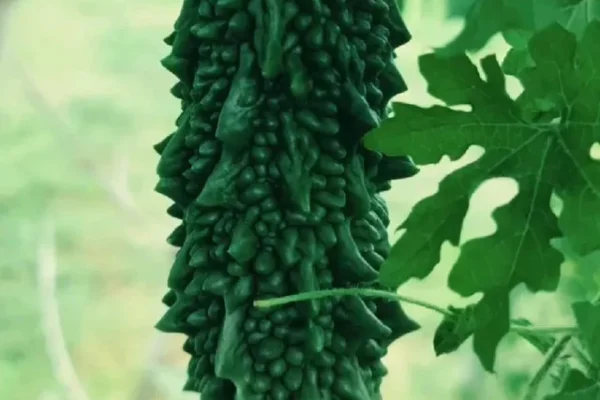 Bitter Gourd, Bitter Gourd Benefits