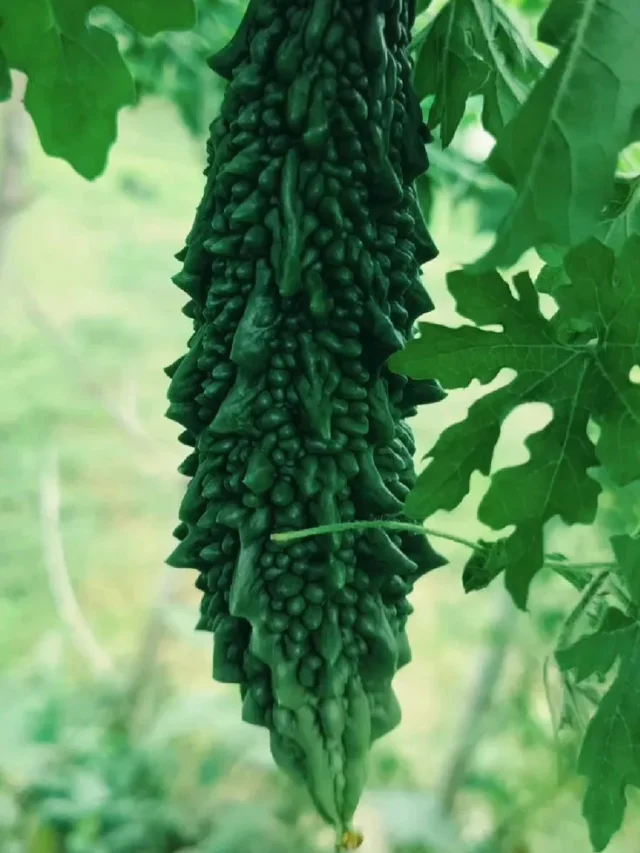 करेला: कड़वा स्वाद, पर सेहत के लिए है वरदान जानें इसके 5 बड़े फायदे