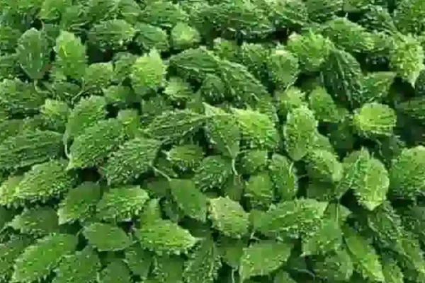 Green Vegetable Bitter Gourd