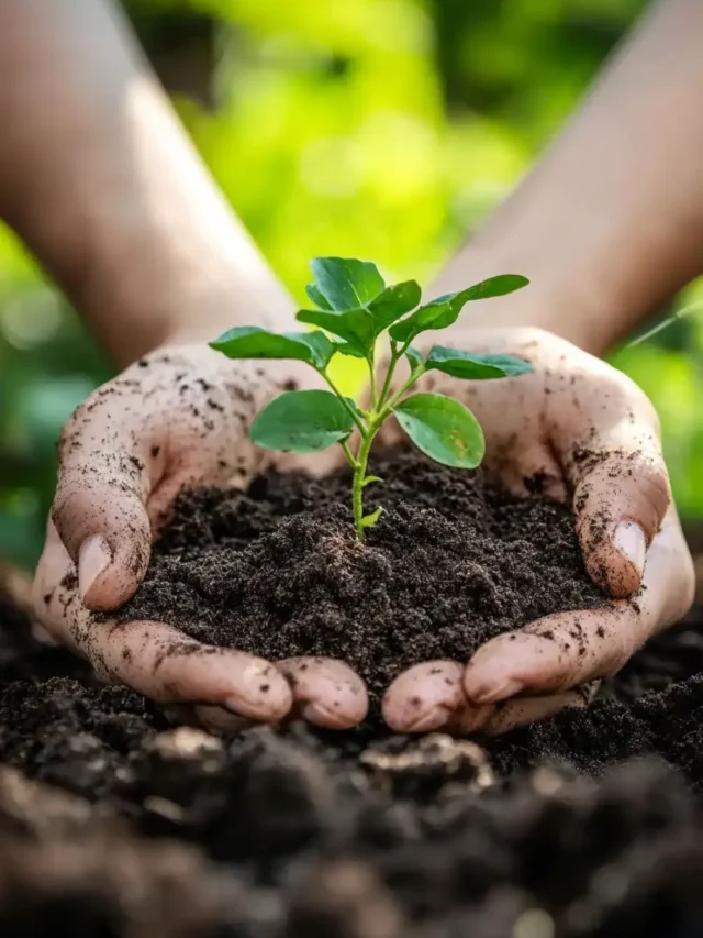 पौधों के लिए वरदान है आपकी रसोई में छिपी यह चीज़, आज ही आज़माएँ जादुई टॉनिक!