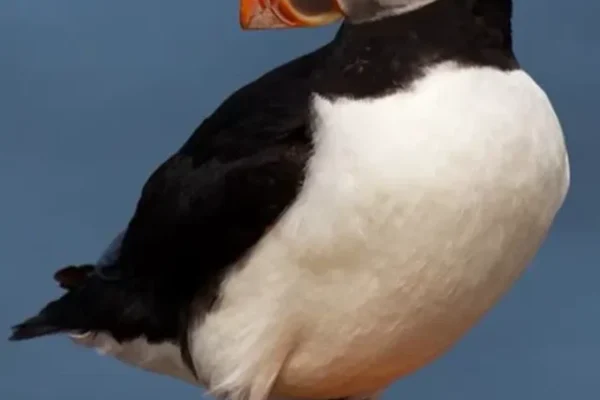 Atlantic Puffin, Ocean Parrot