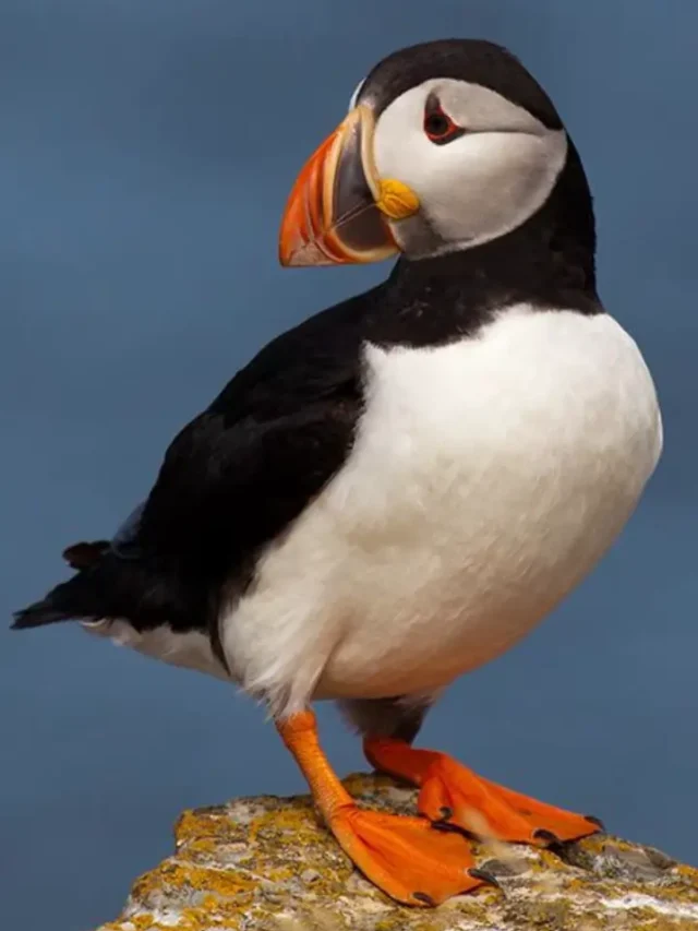 दुनिया के 6 सबसे मनमोहक और प्यारे पक्षी