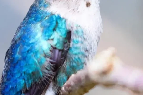 Bee Hummingbird, Hummingbird Smallest Bird of world