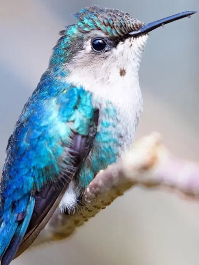 दुनिया का सबसे छोटा पक्षी, जिसका दिल 1 मिनट में 1200  बार धड़कता…