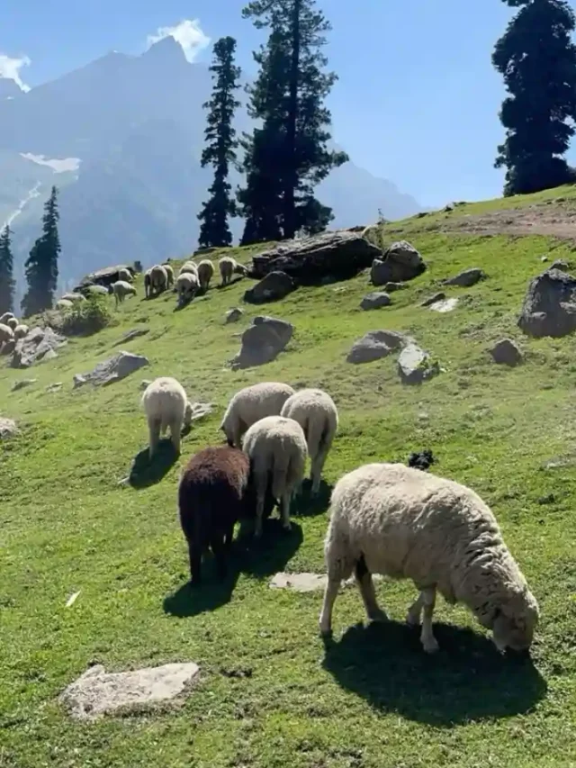श्रीनगर के आसपास के 5 हिल स्टेशन, जहाँ हर मौसम है ख़ूबसूरत