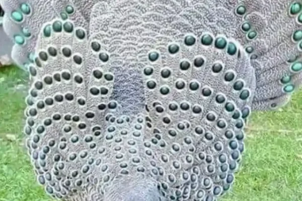 Hainan peacock-pheasant