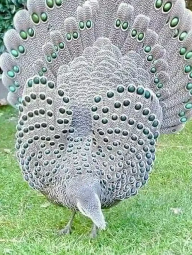 कुदरत का बेजोड़ नमूना क्यों खास है हैनान मोर-तीतर का रंग-रूप?