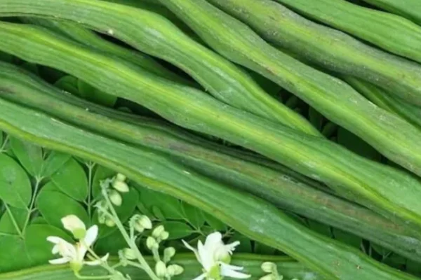 Moringa benefits