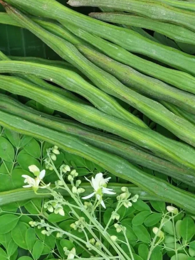 सहजन खाने के चमत्कारी फ़ायदे जानें