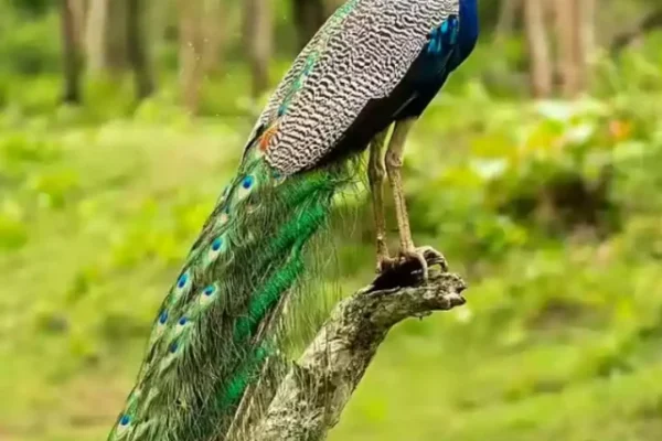 Peacock, Peacock Species