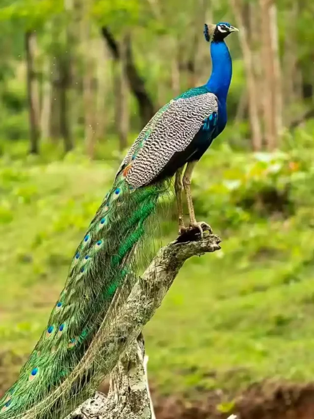 दुनिया का सबसे दुर्लभ मोर कौन सा है?