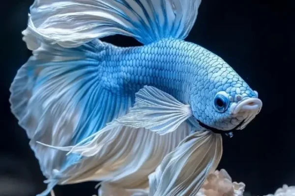 Smallest fish in the world