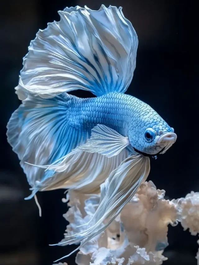 दुनिया की सबसे छोटी फिश