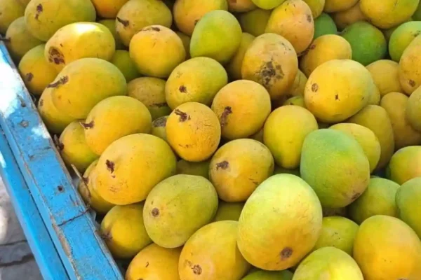 Mango, Mango Benefits