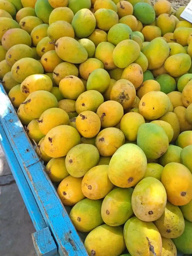 आम खाने के 5 बेहतरीन फायदे