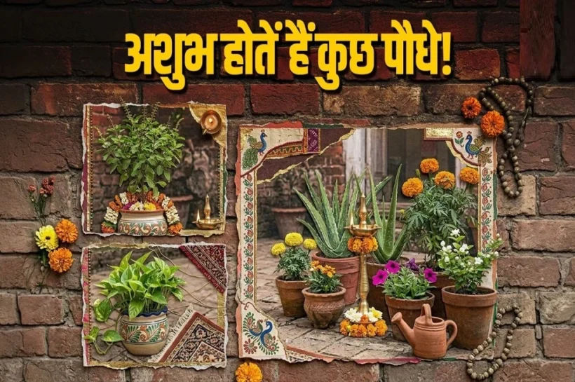 Vastu Tips home plant