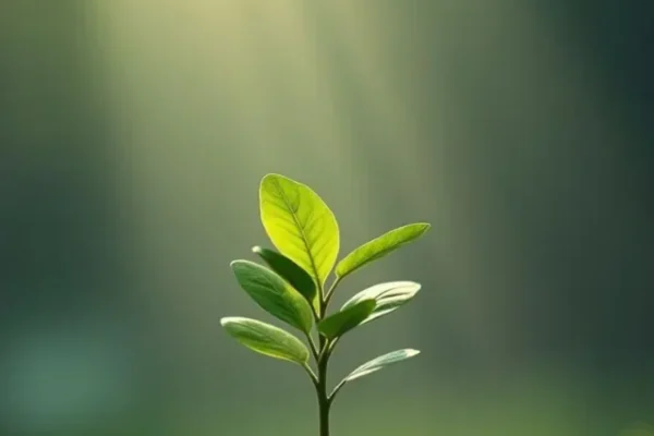 vastu tips for plants direction,Best direction for plants in home