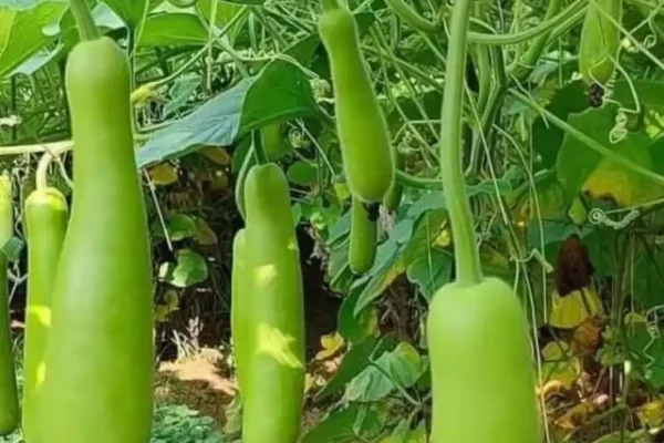 Gourd, Bottle Gourd Benefits